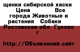 щенки сибирской хаски  › Цена ­ 10 000 - Все города Животные и растения » Собаки   . Ростовская обл.,Гуково г.